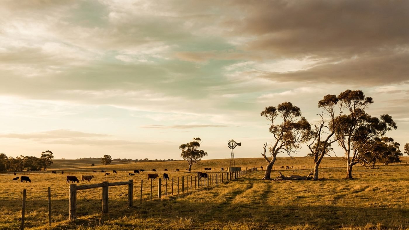 Australian farm country at golden hour with cattle grazing on rolling paddocks